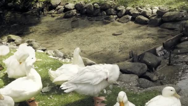 Gansos Domésticos Arroyo Rebaño Animales Granja Recinto Madera Las Gallinas — Vídeos de Stock