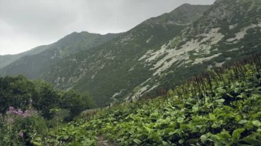 Dağlarda yağmur ve sis. Damla damla, ıslak ve soğuk dağ atmosfer. Sis ormanlık tepelerde. Anıtsal bulutlar gökyüzünde. Büyük ağaç ön planda. Hiking, tatil için excursional hedef. Gün vurdu