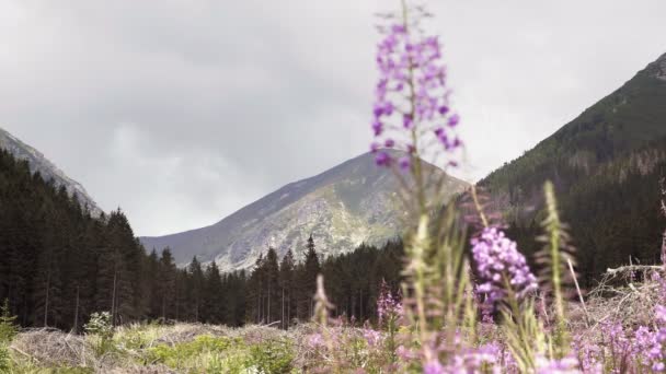 Divisione Montagna Fiore Blu Dettaglio Montagne Orizzonte Che Cresce Dal — Video Stock