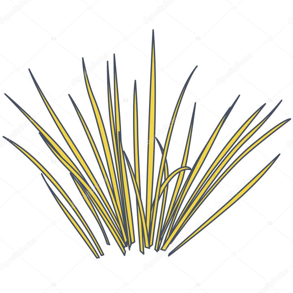 Outlined vector isolated reed. Yellow water plants in different variant, isolated on white background. Isometric clumps of reeds growing on pond. Individual rushes flower bamboo reed with green leafs