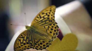 Bir kadının omuz üzerine oturan ve kanatlarını sallayarak kelebek. Siyah ve sarı kelebek güzel kanatlı