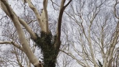 Büyük çınar ağaçlarının taçları, aşağıdan bakın. Sarmaşıklarla kaplı uzun boylu ağaçlar. Gövde ve dalların garip beyaz ışık kabuğu. Sakin gündüz bahar çekimi