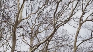 Büyük çınar ağaçlarının taçları, aşağıdan bakın. Sarmaşıklarla kaplı uzun boylu ağaçlar. Gövde ve dalların garip beyaz ışık kabuğu. Sakin gündüz bahar çekimi