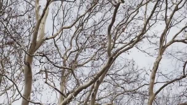 Corone Enormi Platani Vista Dal Basso Alti Vecchi Alberi Ricoperti — Video Stock