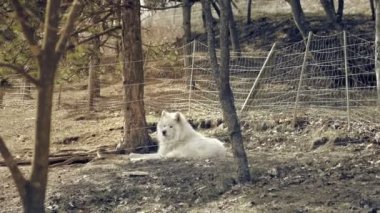 Beyaz tüylü tüylü köpek, samoed. İskandinav Husky ormanda yatar, ona güç, güzellik, mizaç, gurur ve asalet verir. 4k çözünürlük görüntüleri