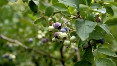 Kanada yaban mersini çalıları, yenilebilir bahçe meyveleri, olgunlaşmamış meyveler. El kamerası, gündüz çekimleri. Yabanmersinleri çok lezzetlidir ve iyileştirici etkileri vardır.