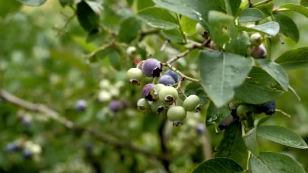 采购产品加拿大蓝莓灌木 可食用的园艺水果 成熟和未成熟的水果 手持相机 白天拍摄 蓝莓很好吃 有治疗作用 — 图库视频影像