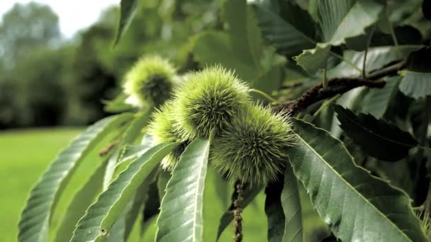 Castañas Comestibles Árbol Castaño Dulce Inmaduro Con Cubiertas Espinosas Hojas — Vídeos de Stock