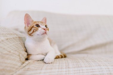 Kırmızı ve beyaz tekir renkli bir kedinin yere serilmiş resmi. Kameradan uzağa bakıyor..