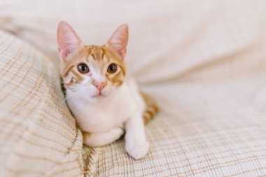 Kırmızı ve beyaz tekir renkli bir kedinin yere serilmiş resmi. Kameradan uzağa bakıyor..