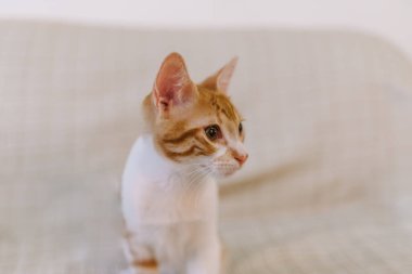 Kırmızı ve beyaz tekir renkli bir kedinin yere serilmiş resmi. Kameradan uzağa bakıyor..