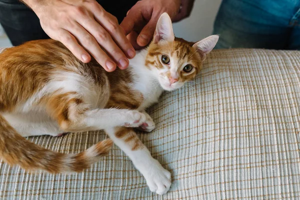 Stock photo of an orange and white tabby kitten lying on the sofa. There are two caucasian men patting it. They are unrecognizable.