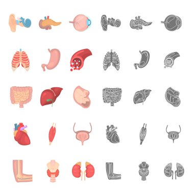 İnsan anatomisi renk ve basit simgeler seti