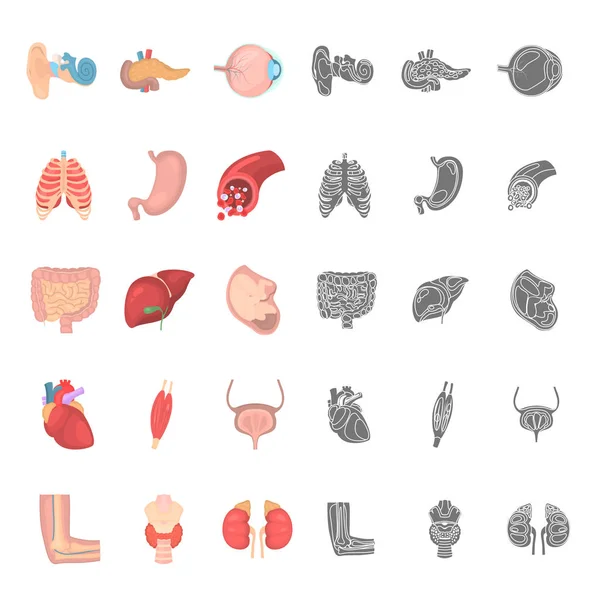 Menselijke anatomie kleur en eenvoudige pictogrammen instellen — Stockvector