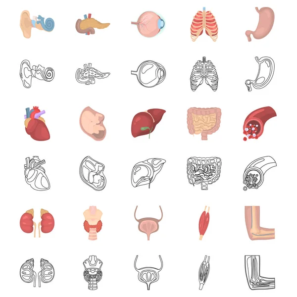 Conjunto de iconos de color y línea de anatomía humana — Vector de stock