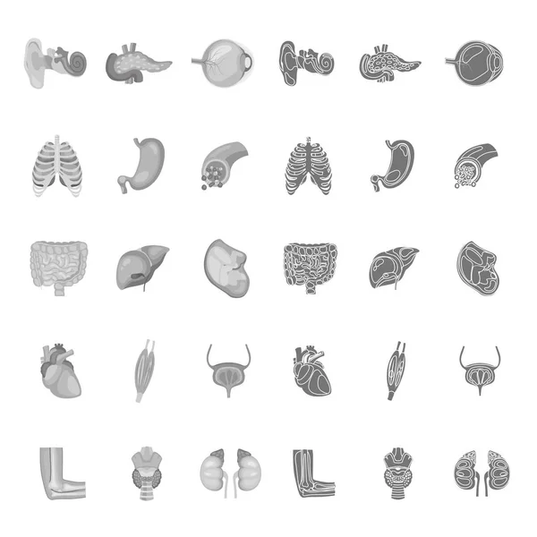 Anatomia humana conjunto de ícones simples e monocromático — Vetor de Stock