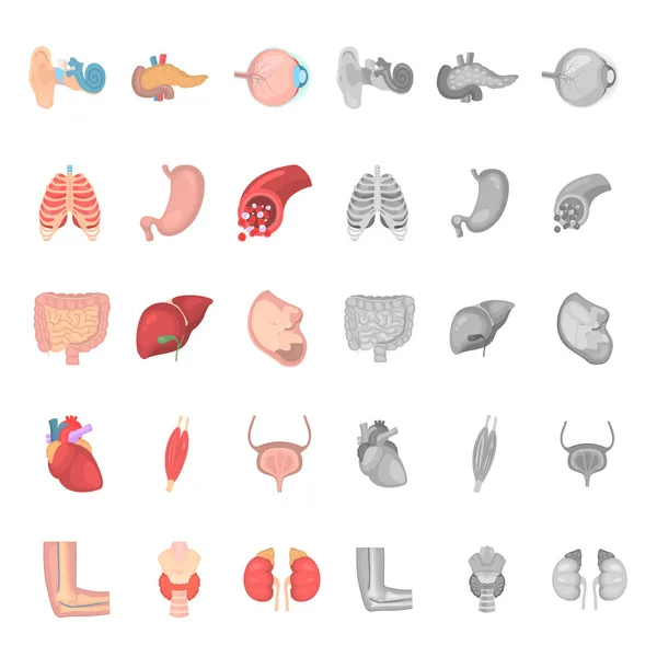 Ensemble d'icônes anatomie humaine couleur et monochrome — Image vectorielle