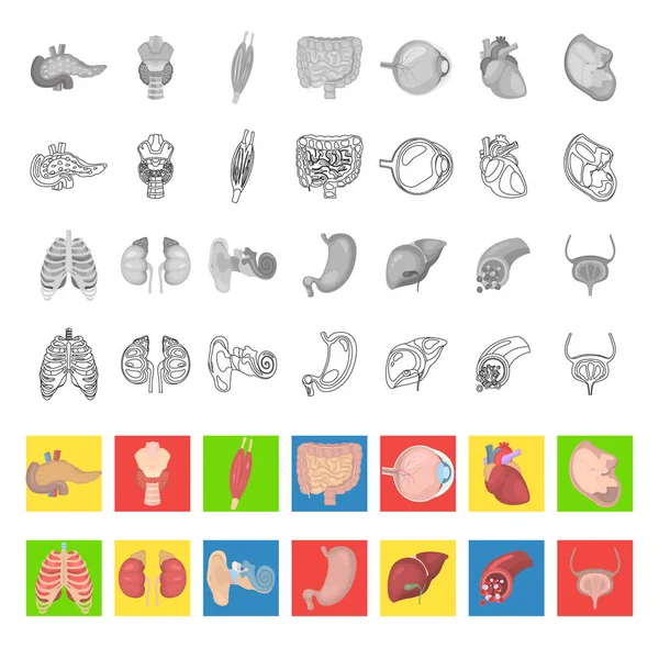 Conjunto de iconos de anatomía humana de color plano, línea y monocromo — Archivo Imágenes Vectoriales
