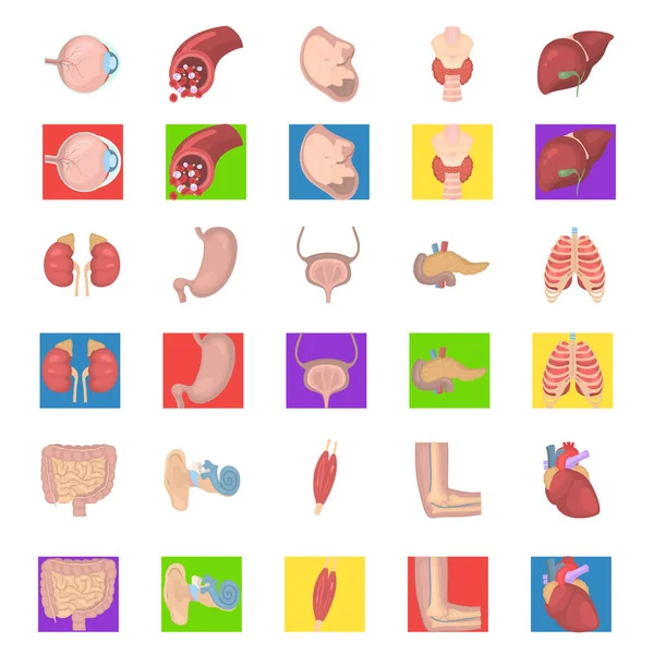Conjunto de iconos de color de anatomía humana para diseño web y móvil — Archivo Imágenes Vectoriales