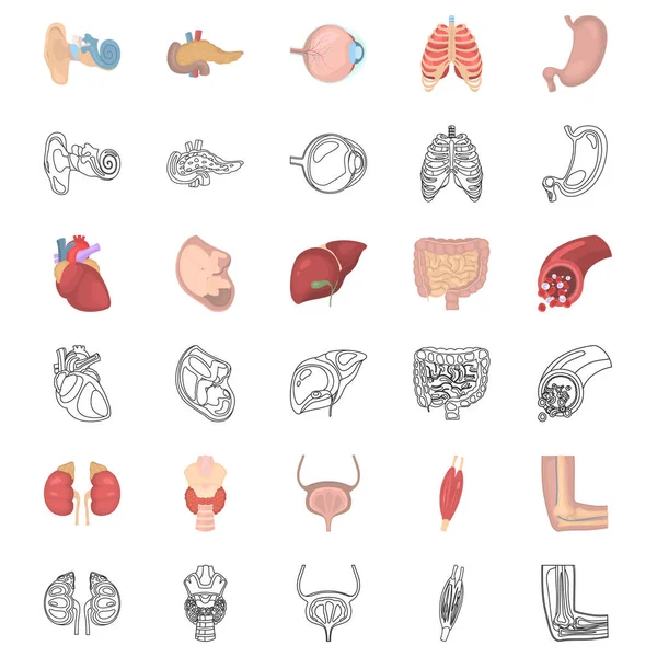 Lidské anatomie a ikony čar nastavené Stock Ilustrace