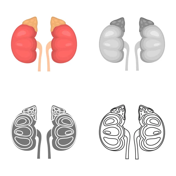 Menselijke nier kleur plat, lijn, eenvoudig en monochroom icon set — Stockvector