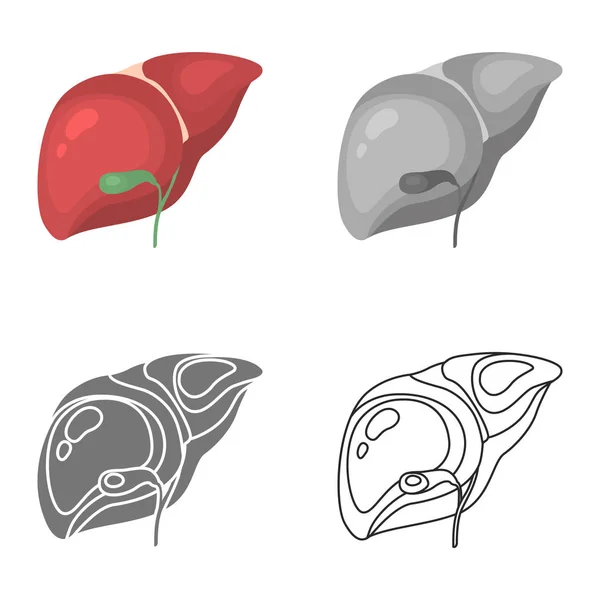 Human liver color flat, line, simple and monochrome icon set — Stock Vector