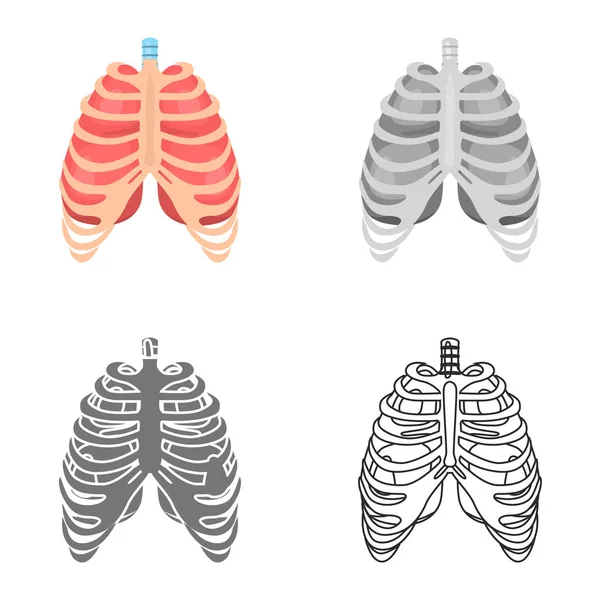 Côtes et poumons humains colorés plat, ligne, ensemble icône simple et monochrome — Image vectorielle