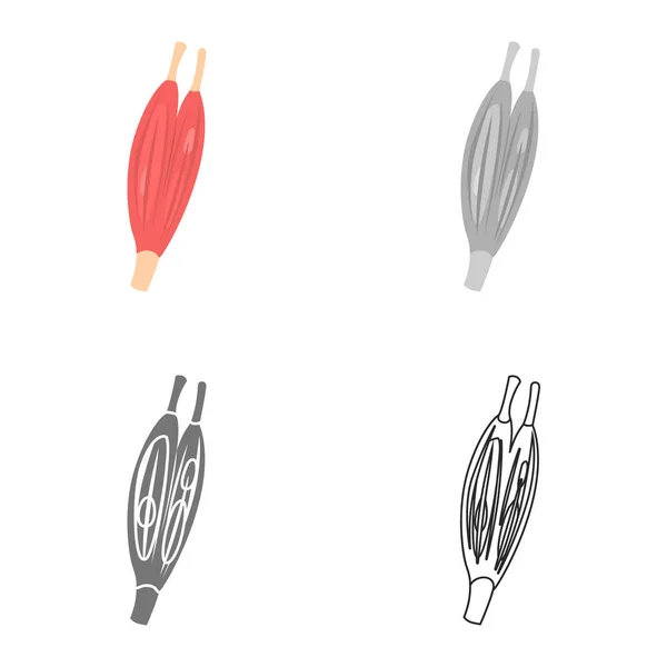Цвет мышц плоский, линия, простой и монохромный набор иконок — стоковый вектор
