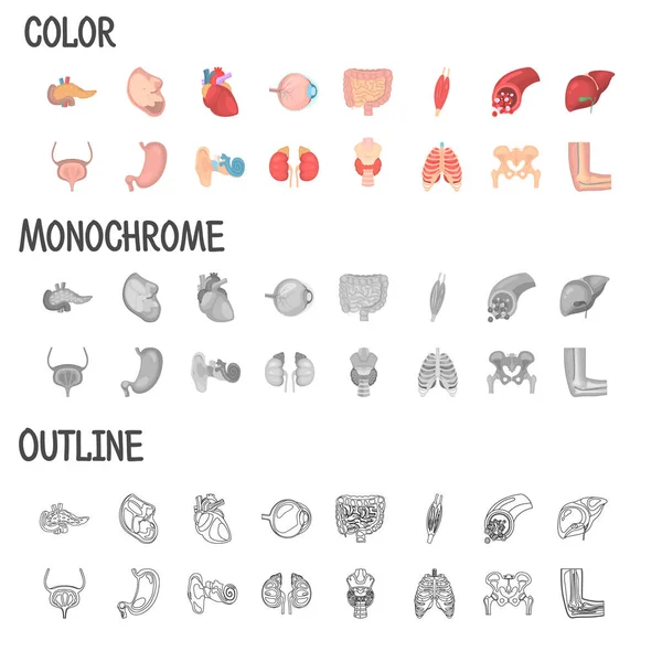 Barevná anatomie barevně plochá, spojnicové a monochromatické ikony — Stockový vektor