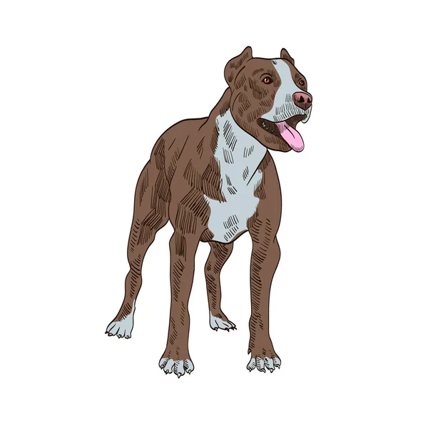 Pedigree Dog Stafford Shire Terrier — Stock Vector