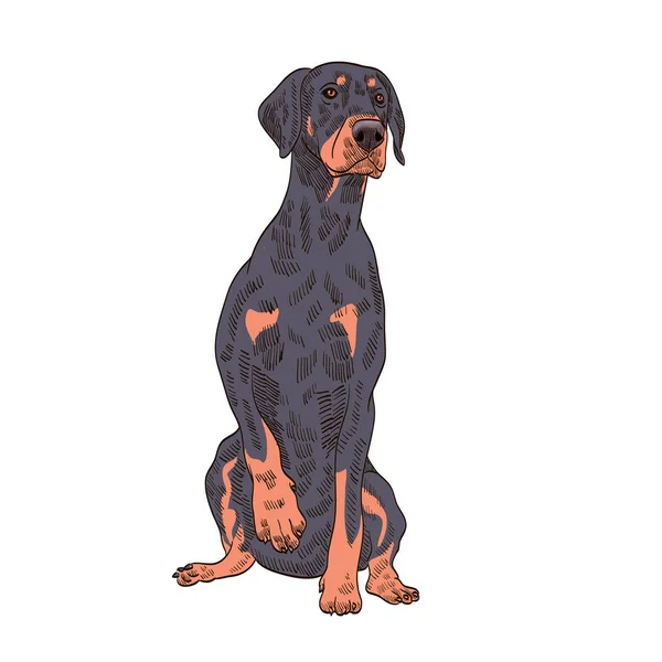 Pedigree Dog Doberman Pincher — Stock Vector