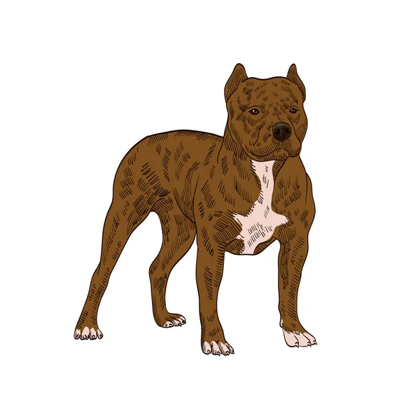 Terrier Shire Pedigree Cachorro Stafford —  Vetores de Stock