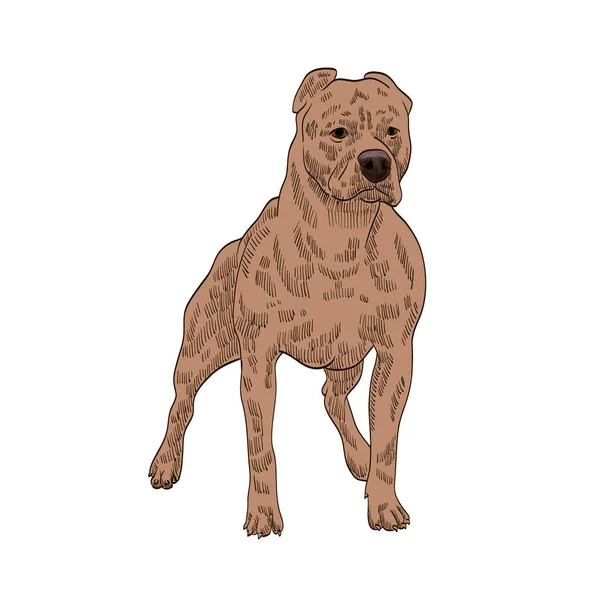 Pedigrí Perro Stafford Shire Terrier — Vector de stock