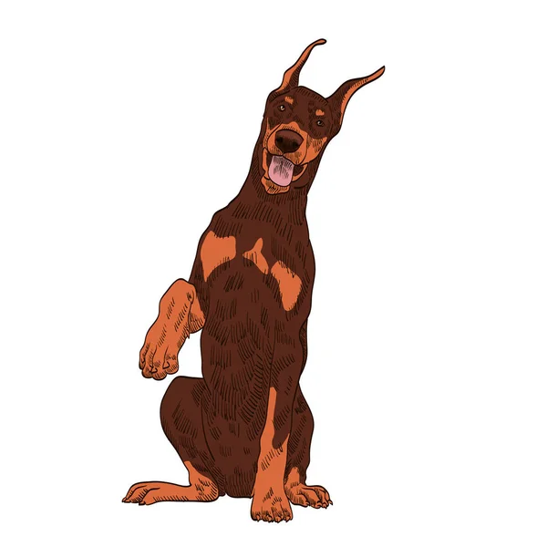 Doberman Pincherストックベクター ロイヤリティフリーdoberman Pincherイラスト ページ 2 Depositphotos Doberman Pincherストックベクター ロイヤリティフリーdoberman Pincherイラスト ページ 2 Depositphotos
