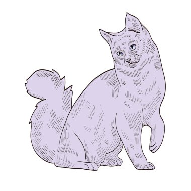 safkan egzotik gri kedi