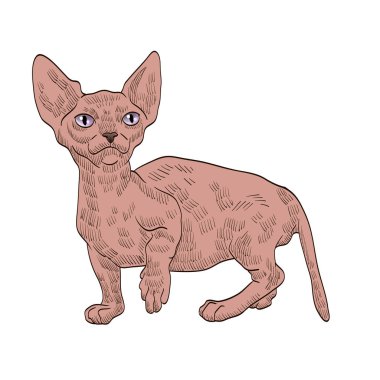 safkan egzotik bej kedi