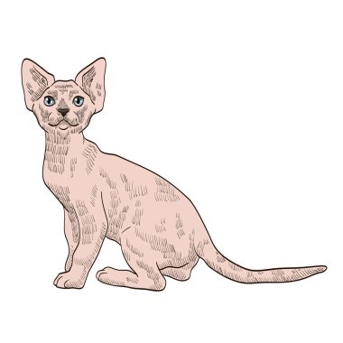 safkan egzotik bej kedi