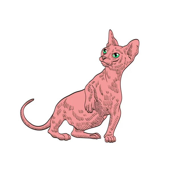 Stammbaum Exotische Rosa Katze — Stockvektor