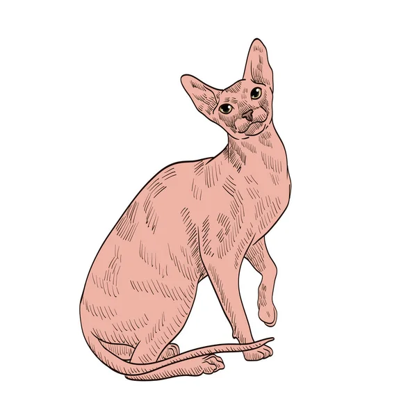 Stammbaum Exotische Beige Katze — Stockvektor