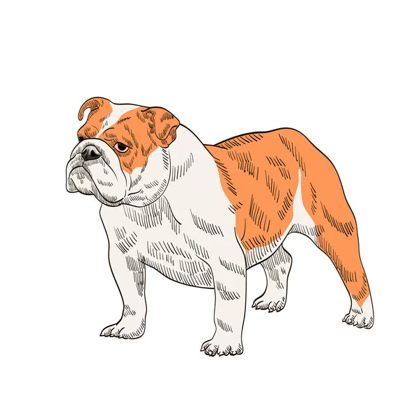 Safkan Köpek Bulldog Turuncu Beyaz — Stok Vektör