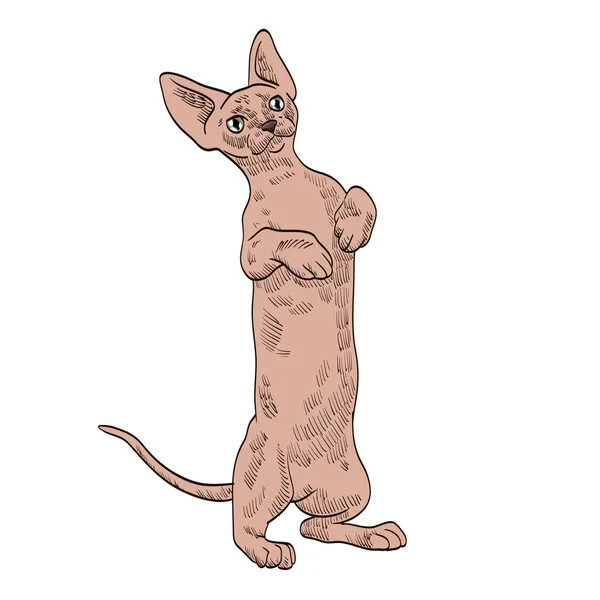 血統エキゾチックなベージュ色の猫 — ストックベクタ