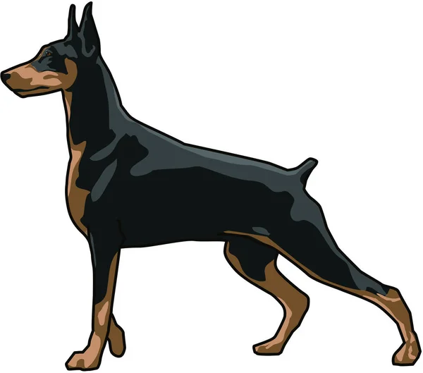 Jeu de chien doberman — Image vectorielle