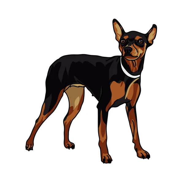 Toy terrier dog — Stock Vector