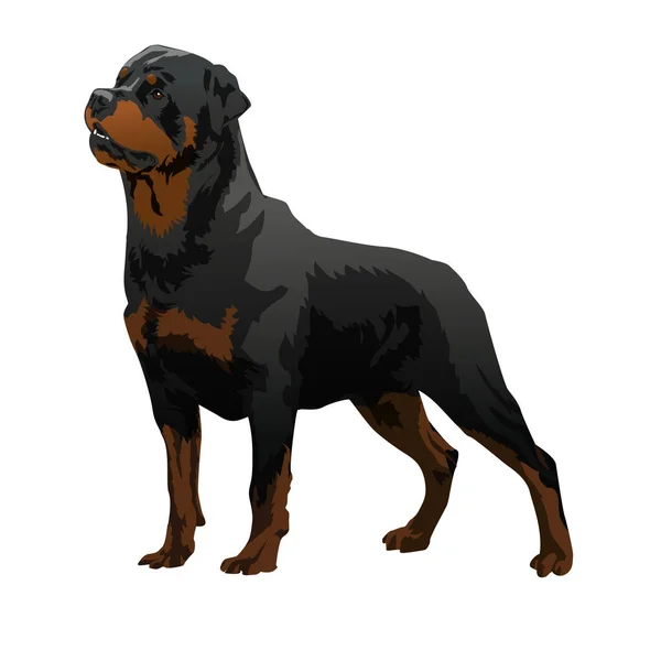 Cão rottweiler conjunto — Vetor de Stock