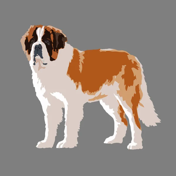 St. Bernard dog — Stock Vector