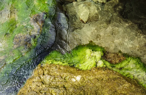 Tengervíz Zöld Algák Átlátszó Víz Alatt Felülnézet — Stock Fotó