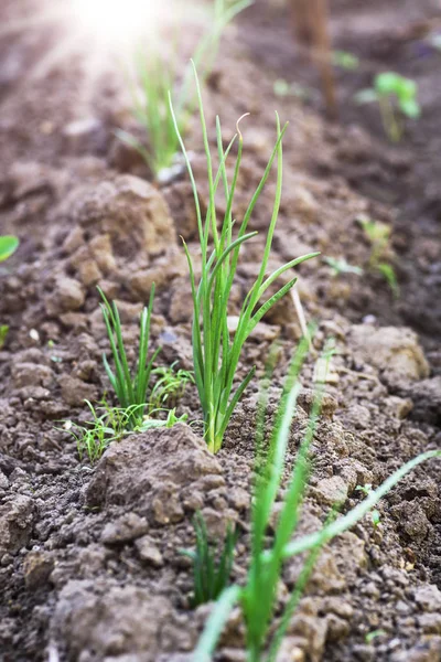 Green Onion Grows Bed Selective Focus Spring Day — Stock Photo, Image
