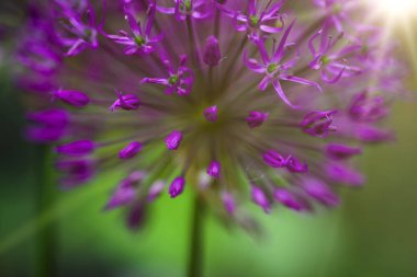 Dekoratif çiçek açması Allium albopilosum bahar yay, yakın çekim
