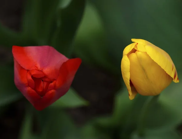 Twee Bloeiende Tulpen Rood Geel Tuin Top Bekijken — Stockfoto