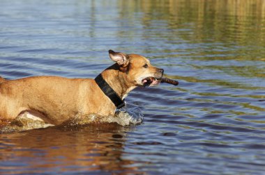 Bir yaz gününde bir sopa içinde onun ağız suyla Amerikalı çukur boğa çalışır